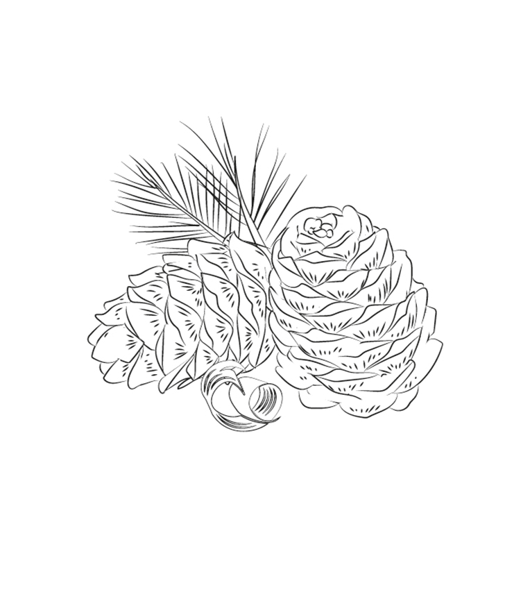 Madera de cedro, ámbar y almizcle