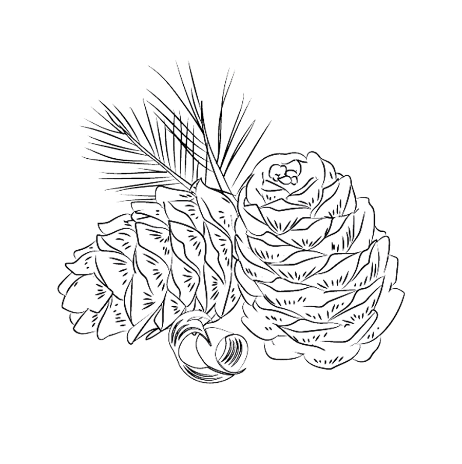 Madera de cedro