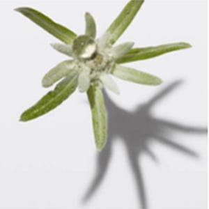 Células Nativas de Edelweiss