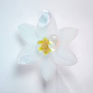 Flor de Edelweiss